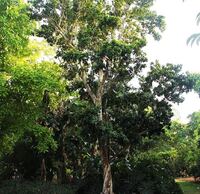 Bay - pimenta racemosa, syn. acris - 10 ml