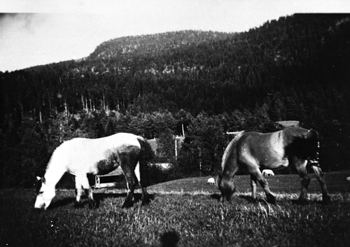 REF-0104 Furuly, Tverdal, Rennebu ca 1937 - hest Hestane på beite. I bakgrunnen Håkålia.