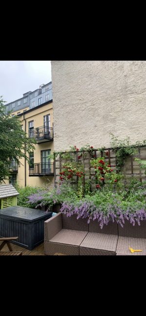 ESPALJE PÅ VEGG FOR KLATRE PLANTER