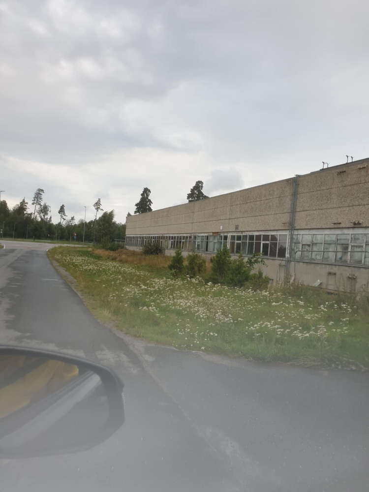 Klippe gress. FØR 241967