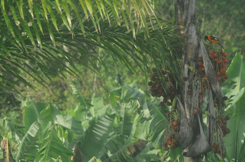 Sitio PrimaVera 242026