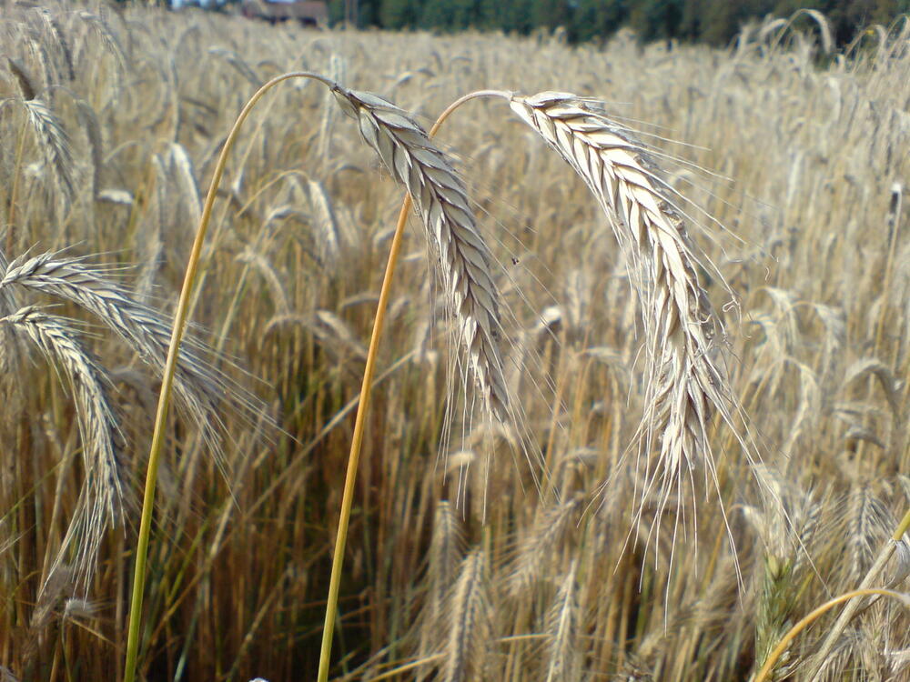 Framsidekarusell 99874