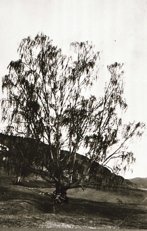 REF-0376 Stamnan. 'Hoelsbjørka'