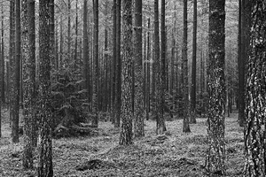 Skog / Forest