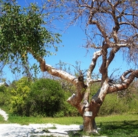 Elemi - canarium luzonicum - 10 ml -   (på forespørsel)