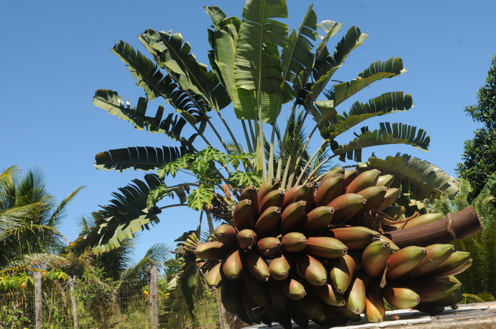 Sitio PrimaVera 242025