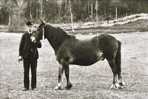 REF-0399 Herrem/ Voll.
Jo Sugustad med hest ved Oppstuggu Herrem.