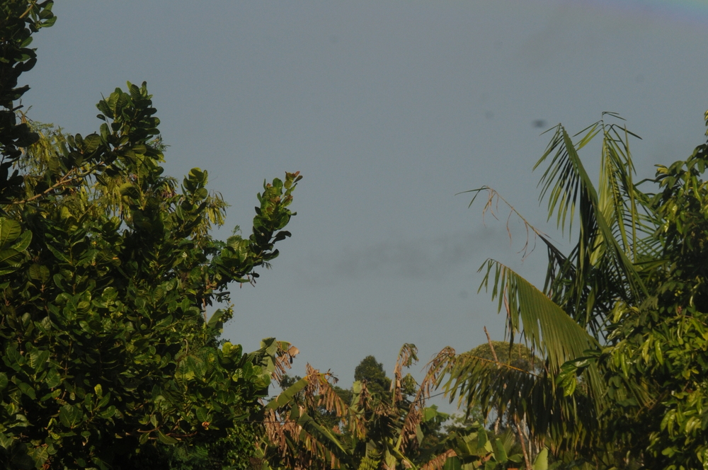 Sitio PrimaVera 242068