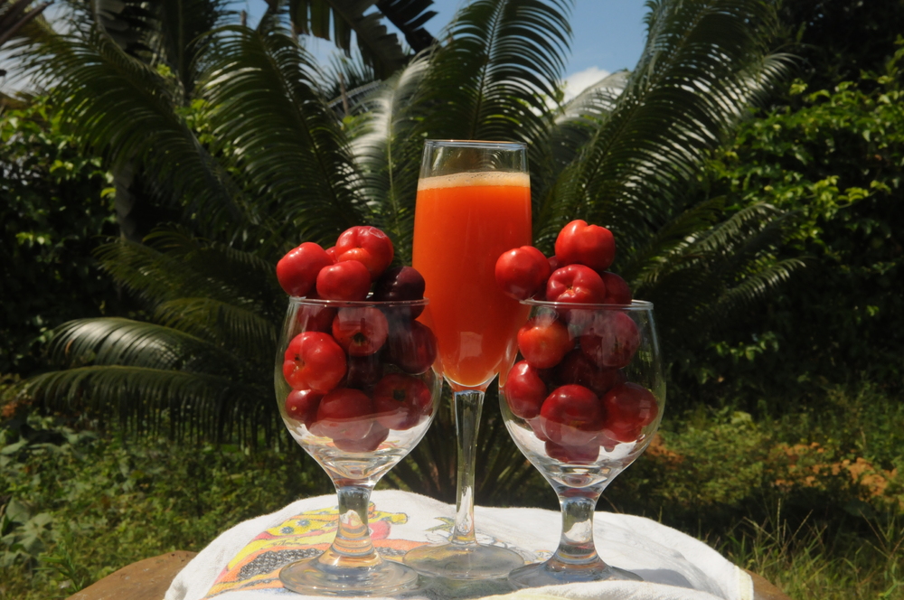 Sitio PrimaVera 242029