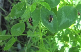 21. juni: Plutselig ble vi oppmerksom på noen larver vi aldri har sett før. Arnstein Staverløkk/Artsdatabanken kunne fortelle at dette er larve av Harlekinmarihøne. Dette er et insekt vi ikke vil ha i hagen! Den er på svartelista (fremmede arter i Norge) og kan være i ferd med å fortrenge den norske sjuprikkede marihøna. 

Harlekinmarihøna spiser bladlus, men også egg og larver av biller, sommerfugler og andre insekter, pollen og nektar. 