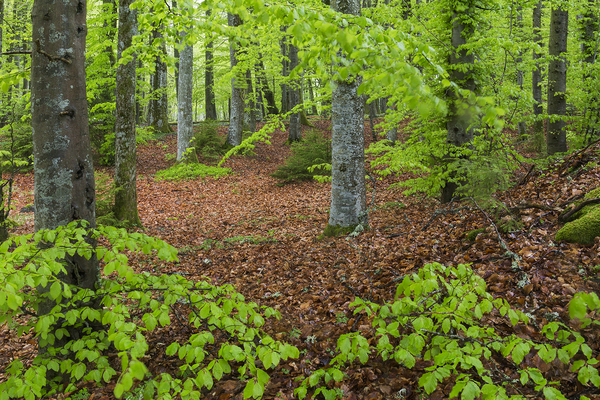 Vår i bøkeskogen. Kaialunden. naturreservat. Rygge.
