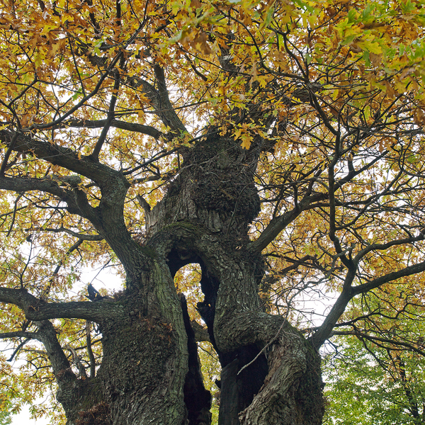 Vernet hul eik ved Karljohansvern. Horten.