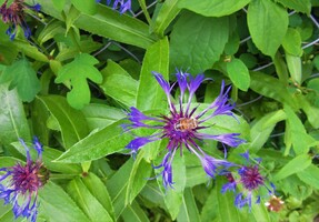 19. juni: Bie på Honningknoppurt