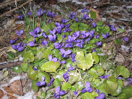 Marsfiol i Ullevålskrenten. Latin viola odorata. Marsfiol er en flerårig urt i fiolslekta som har 10 cm lange utløpere. Bladene er hjerteformede eller nyreformede og har spredte hår. Blomstene som kommer i mars, april eller mai har mørkefiolette kronblader som er sterkt velluktende.