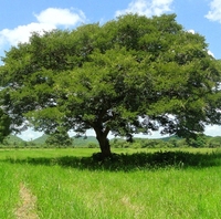 Copaipabalsam - copaifera officinalis - 10 ml