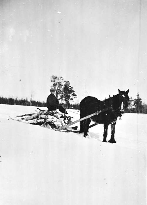 REF-0224 Nerskogen 1940-åra. Vedkjøring i Sørøyåsen. På vedlasset sitter Johan Fjellstad.