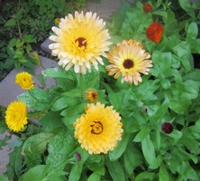 September 2019: Ringblomst
Dette er en blomst som bier og alle pollinerende insekter elsker! Som matkilde er den svært attraktiv fordi den blomstrer fra midten av juni og helt til frosten kommer om høsten. Derfor er den et sikkert matfat som biene kan komme tilbake til gjennom hele sesongen.