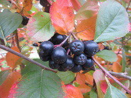 September 2019: Aronia, eller svartsurbær som det kalles på norsk er kjempesunt!  
Svartsurbær inneholder fargestoffer av typen antocyaniner og karotenoider (cyanidin-3-galaktosid og betakaroten) som virker som antioksidanter. Bærene inneholder også mye vitaminer, bl.a. vitamin A, E, og B2, og hjelper opptak av vitamin C. Ellers er det mye av mineraler og sporstoffer som jern, molybden, bor, jod og kalsium.
Svartsurbær har egenskaper som beskyttender hjerne, hjerte, blodårer og urinveier, er immunstyrkende, blodtrykksregulerende, kolesterolsenkende, astringerende og slimløsende :-)
Tenk det!