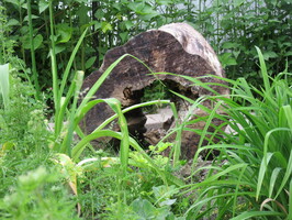 En hul stubbe er et fint skjulested :-)