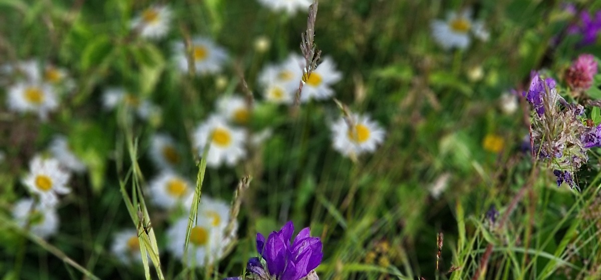 Dokka uke 28 2025 241887