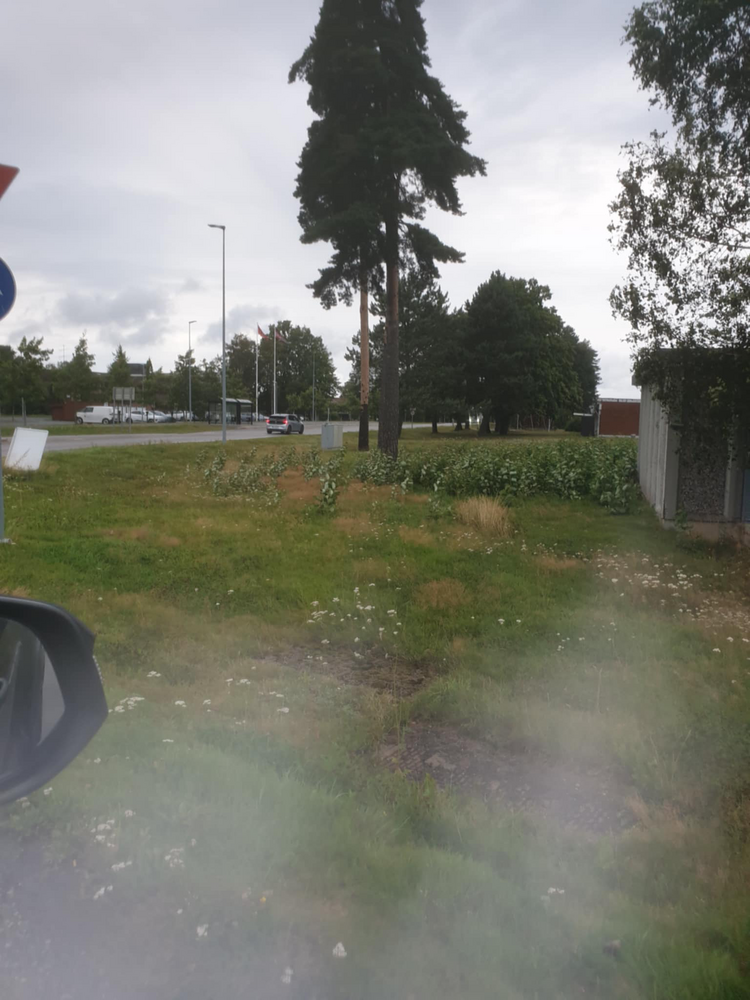 Klippe gress. FØR 241959