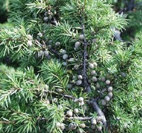 Enebær - juniperus communis - 10 ml
