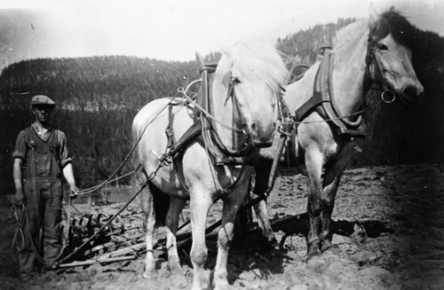 REF-0099 Furuly, Tverdal, Rennebu ca 1937-38 - Even Gorset harver med to hestar.