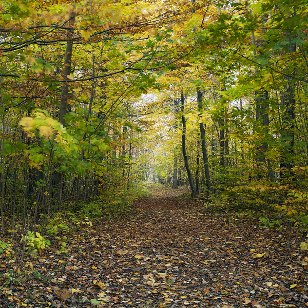Frodig løvskog i høstfarger. Hortenskogen. Karljohansvern. Horten.