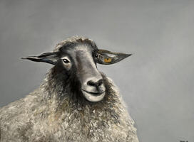 Snill Sau 60x80cm 6000,-