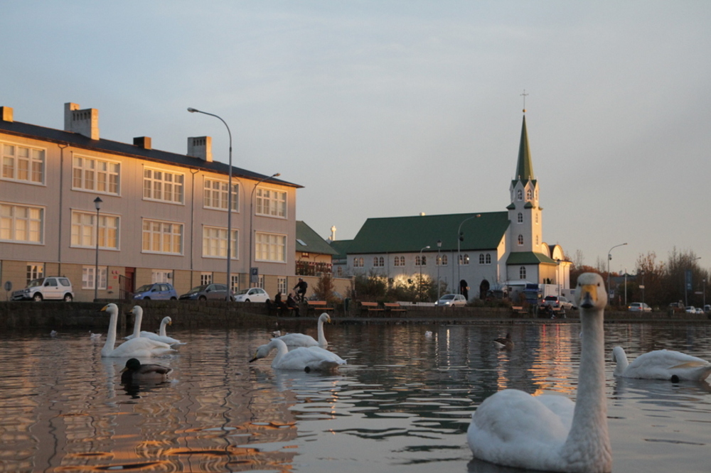 Svanedammen i Reykjavik. 
Foto Geir Lundli