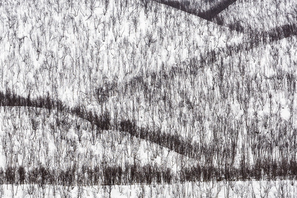 Vinter i bjørkeskoen i Austertana. Finnmark.