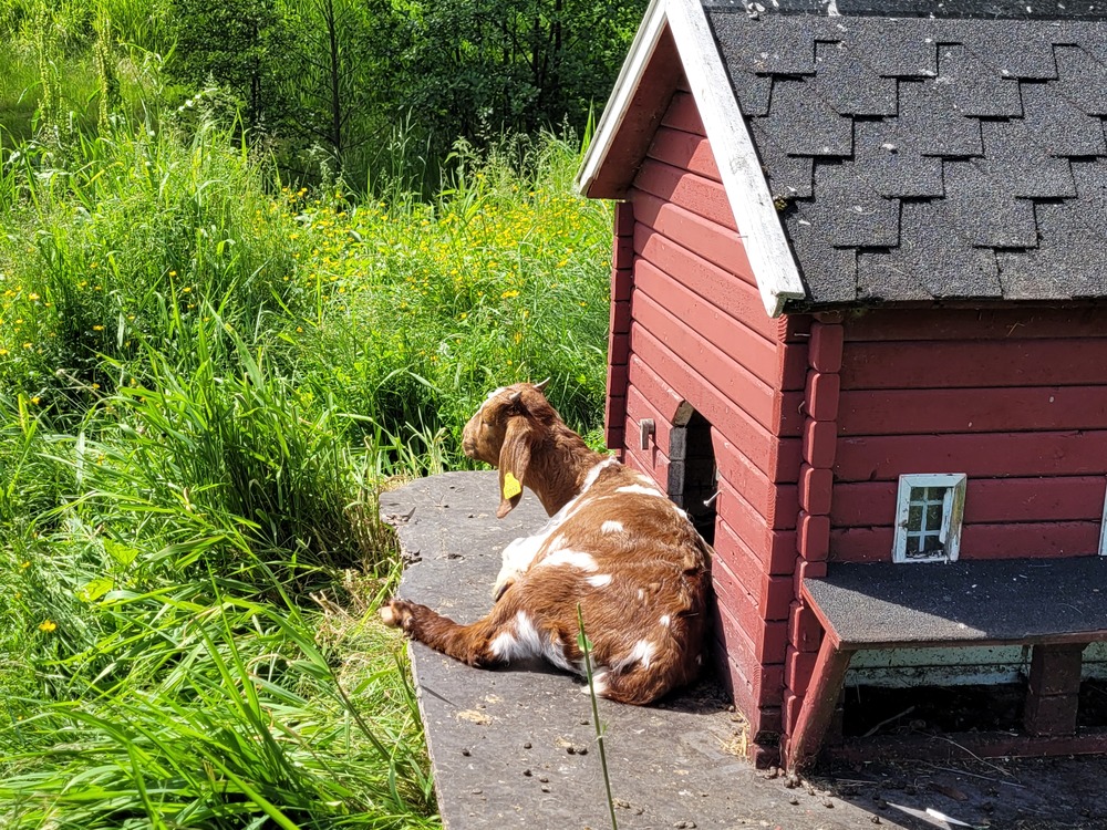 Album (dyrene i Mølla) 232089